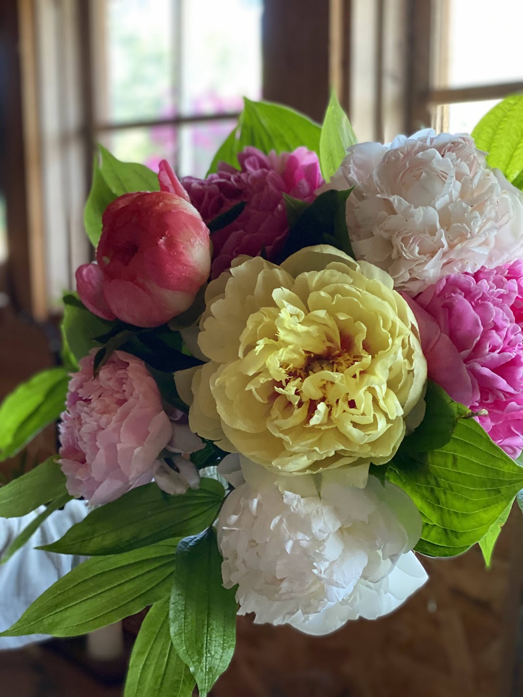 3 Week Peony Subscription PRINCE GEORGE