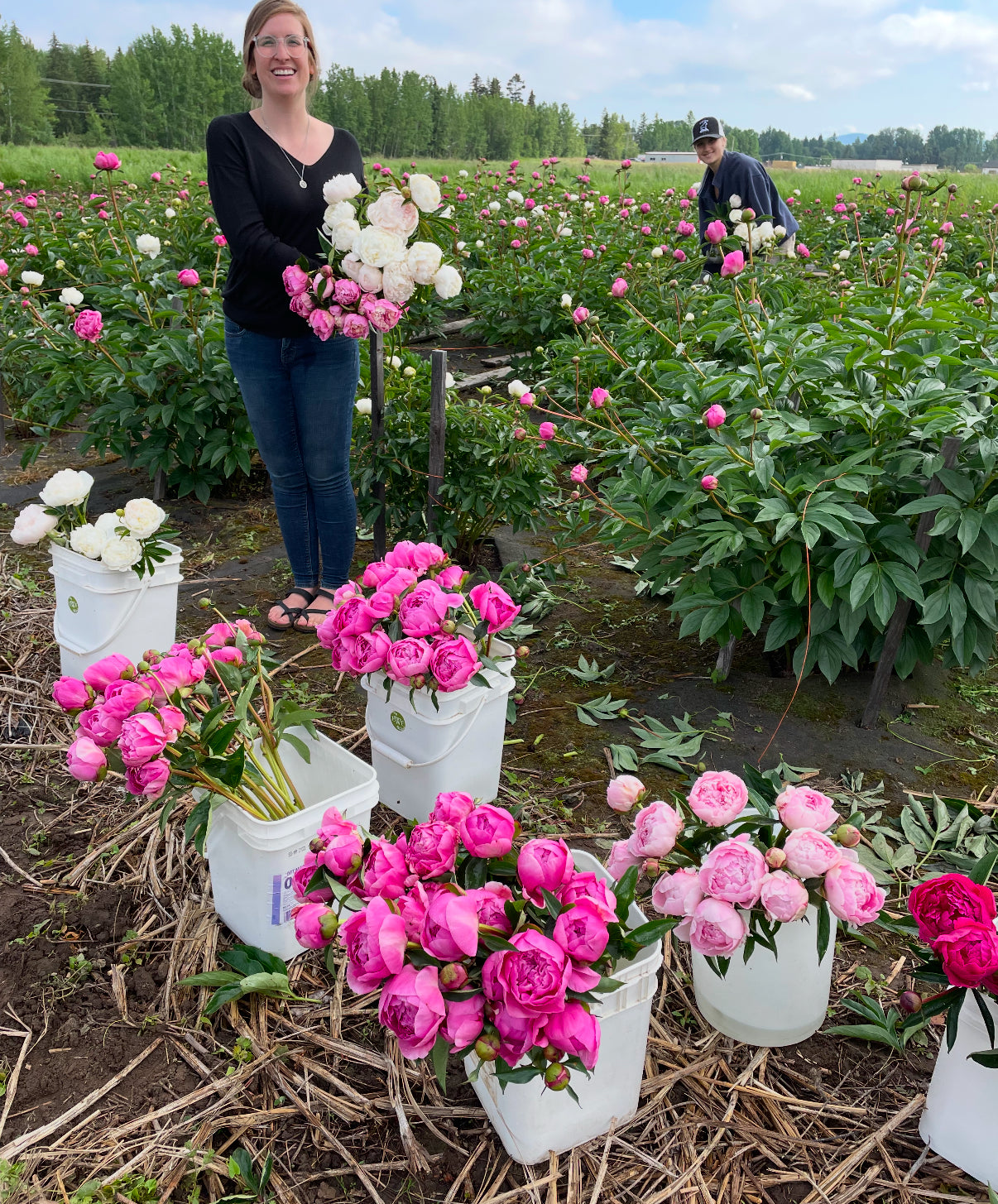 3 Week Peony Subscription PRINCE GEORGE