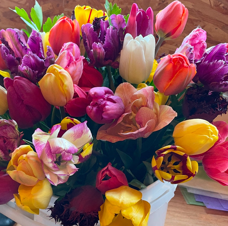 3 Week Tulip Subscription Quesnel