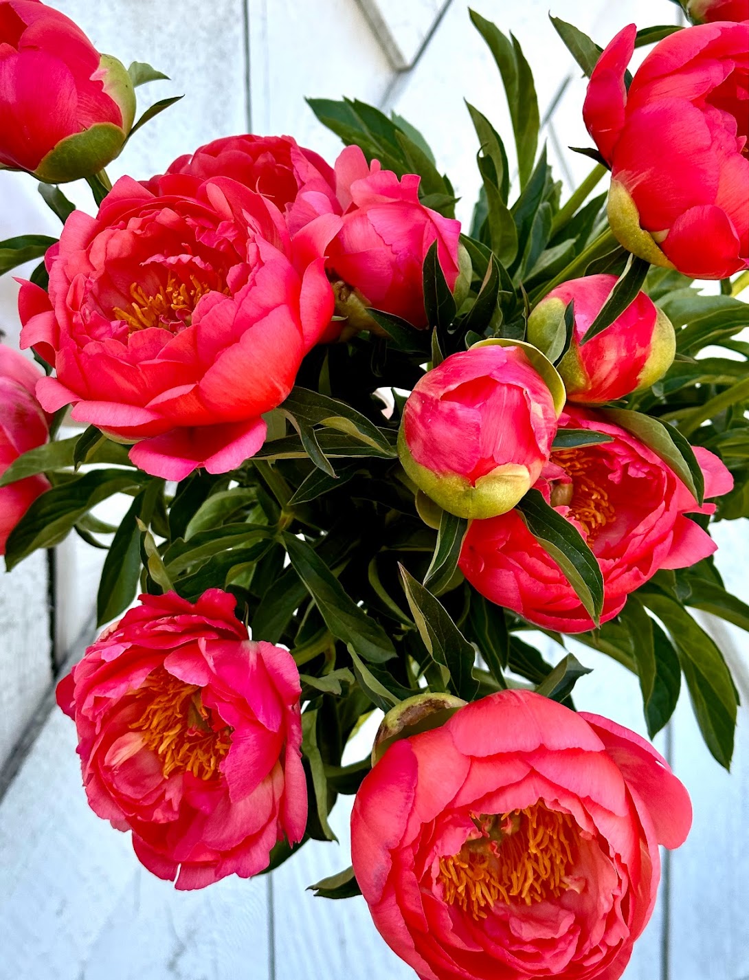 3 Week Premium Peony Subscription PRINCE GEORGE