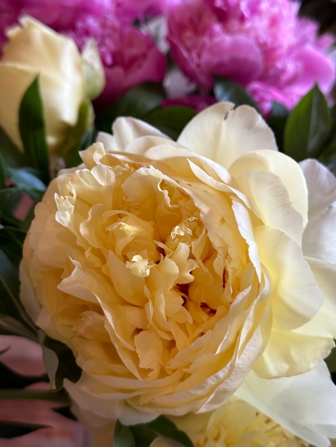 3 Week Premium Peony Subscription PRINCE GEORGE