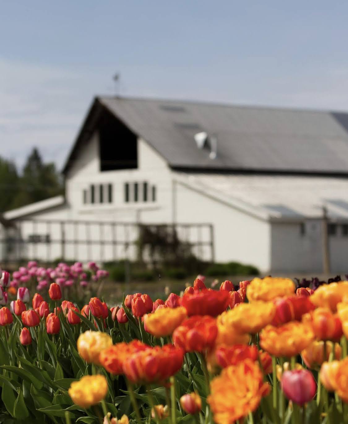 3 Week Tulip Subscription Quesnel