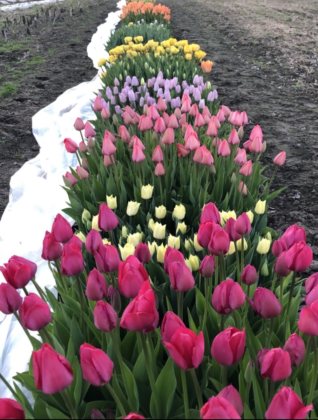 3 Week Tulip Subscription Quesnel