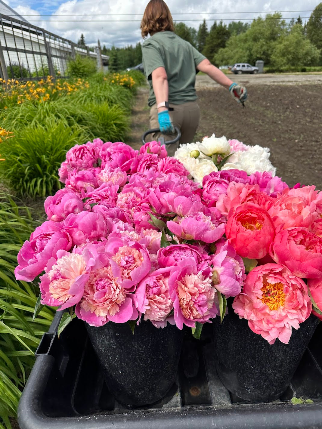 3 Week Peony Subscription PRINCE GEORGE