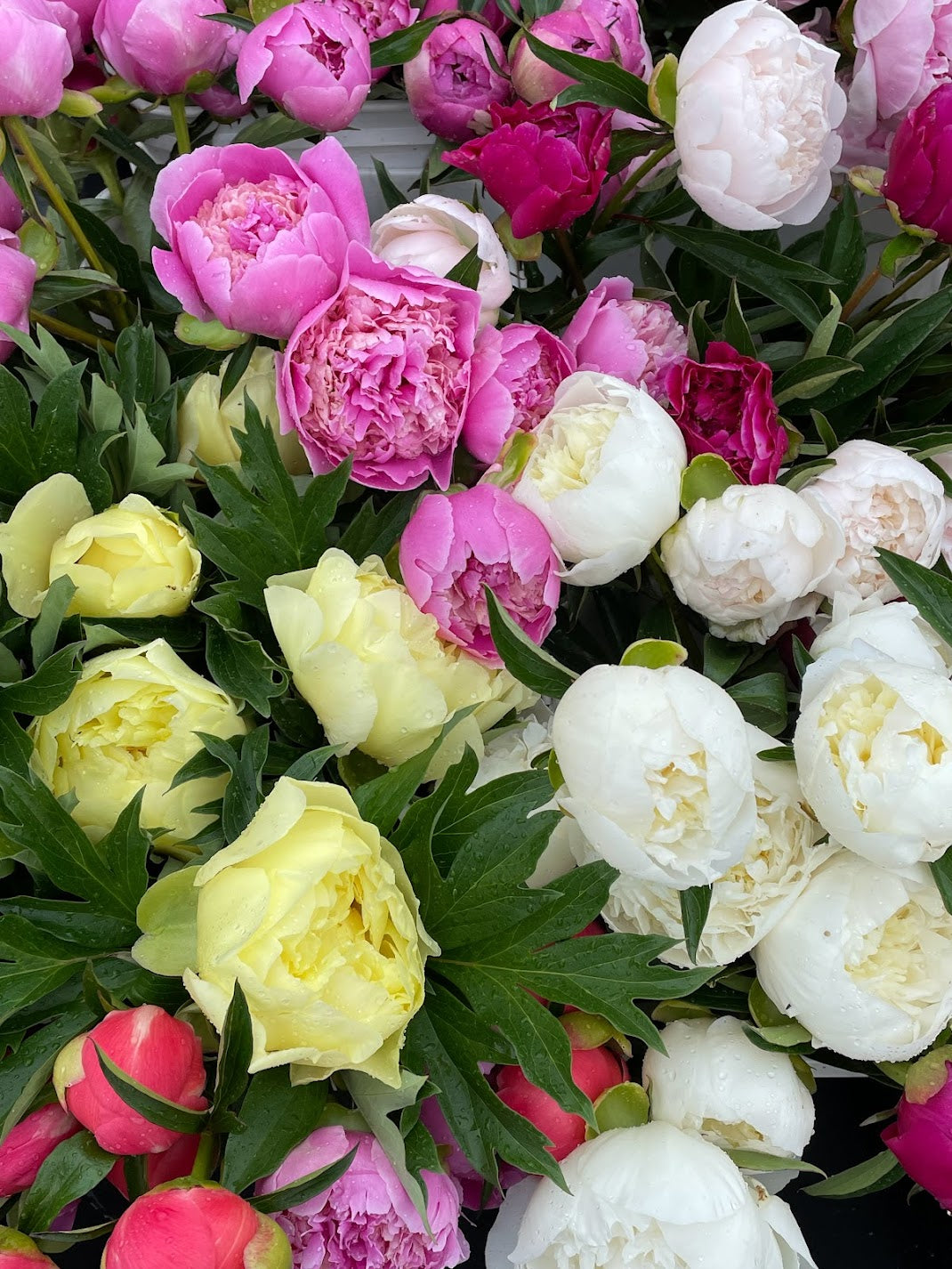 3 Week Peony Subscription PRINCE GEORGE