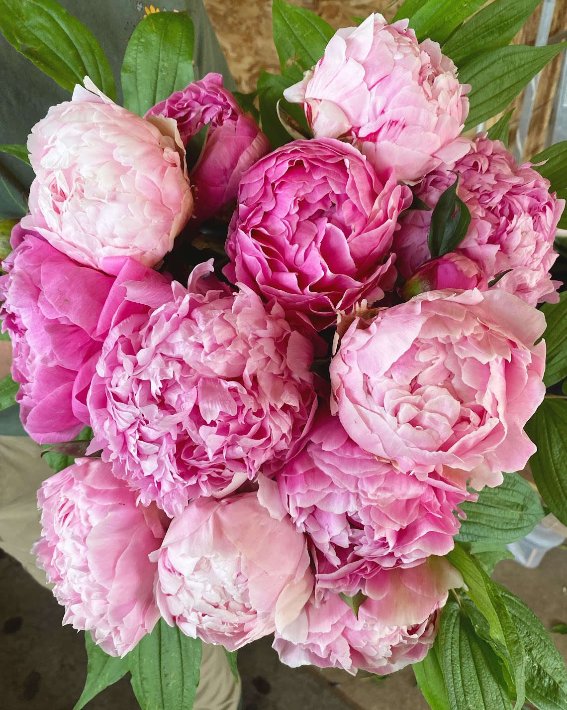 3 Week Premium Peony Subscription PRINCE GEORGE